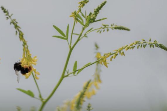 Organic Cursus BRIOAA